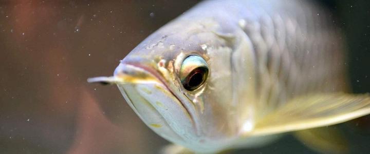 养龙鱼避坑,新手养龙鱼用什么鱼缸好