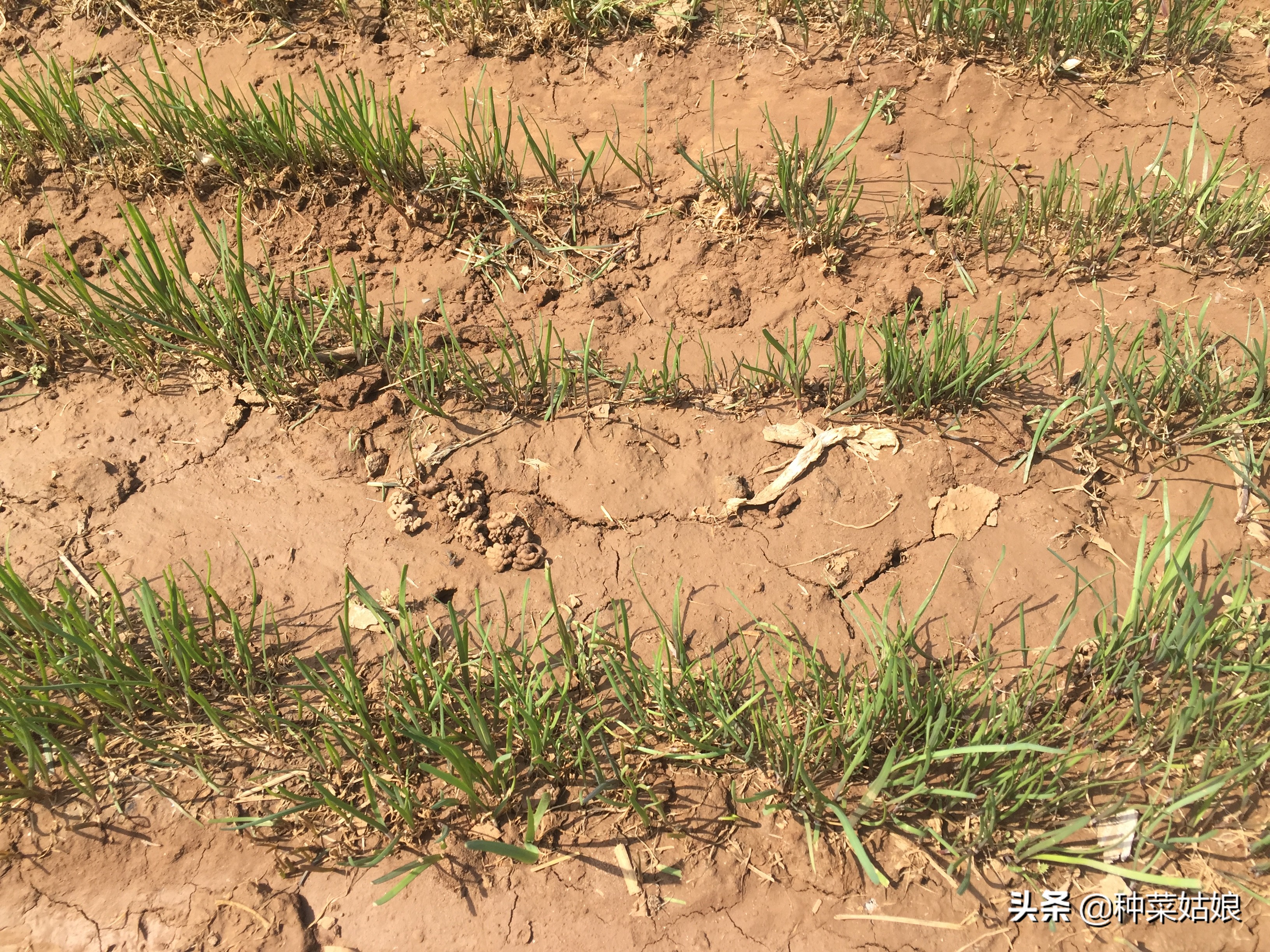 想种韭菜籽怎么样才能种好,想种韭菜提前需要准备什么