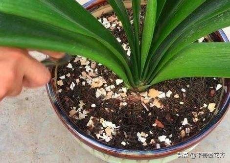 土壤缺少营养怎么补,土壤贫瘠改善