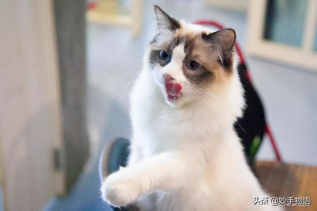 为什么总有人说养猫不如养小孩,年轻人不生孩子反而开始养猫了