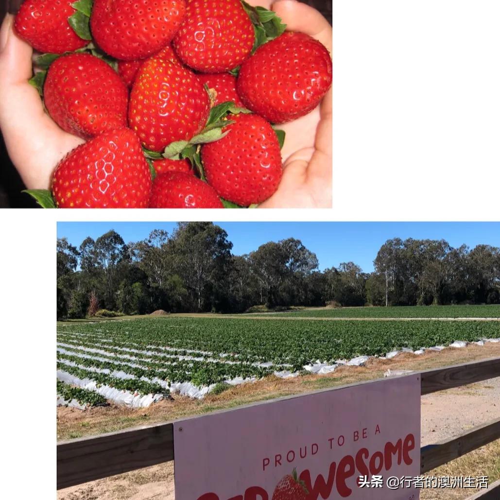 澳洲布里斯班的真实生活（2
