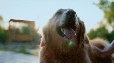 b站必看的综艺,b站能看的综艺推荐