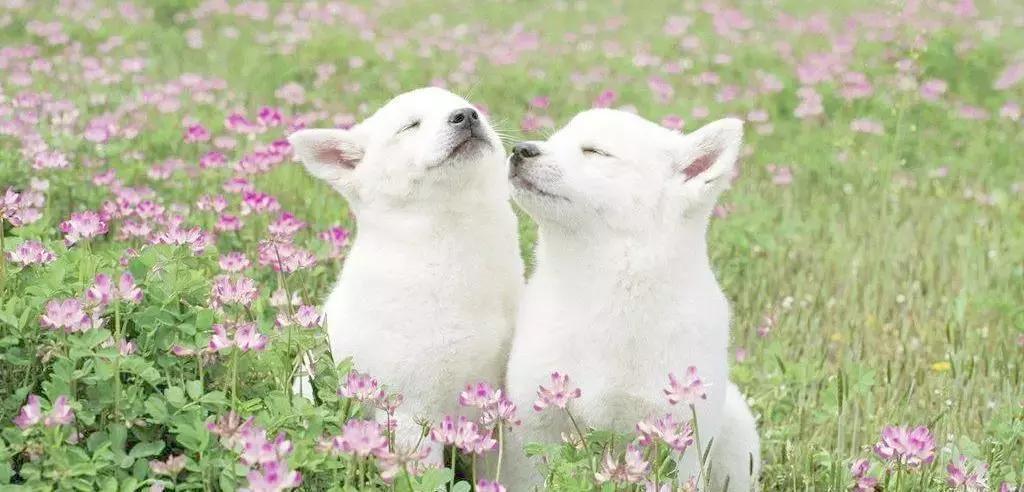 深圳福懋动物医院,台湾福懋动物医院