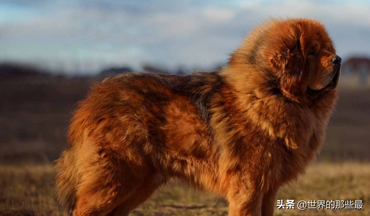 藏獒和大型犬哪个厉害一点,纯种藏獒战斗力有多强