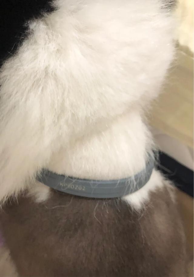 带着狗出去旅游需要注意什么,怎么带狗子出门旅行呢