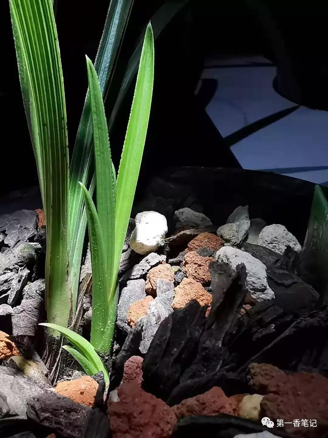 [艺兰频道]一八九：兰花防虫慎用有机磷