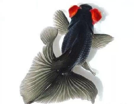 这些五彩斑斓的金鱼养眼又养心,最美的观赏金鱼值得一看