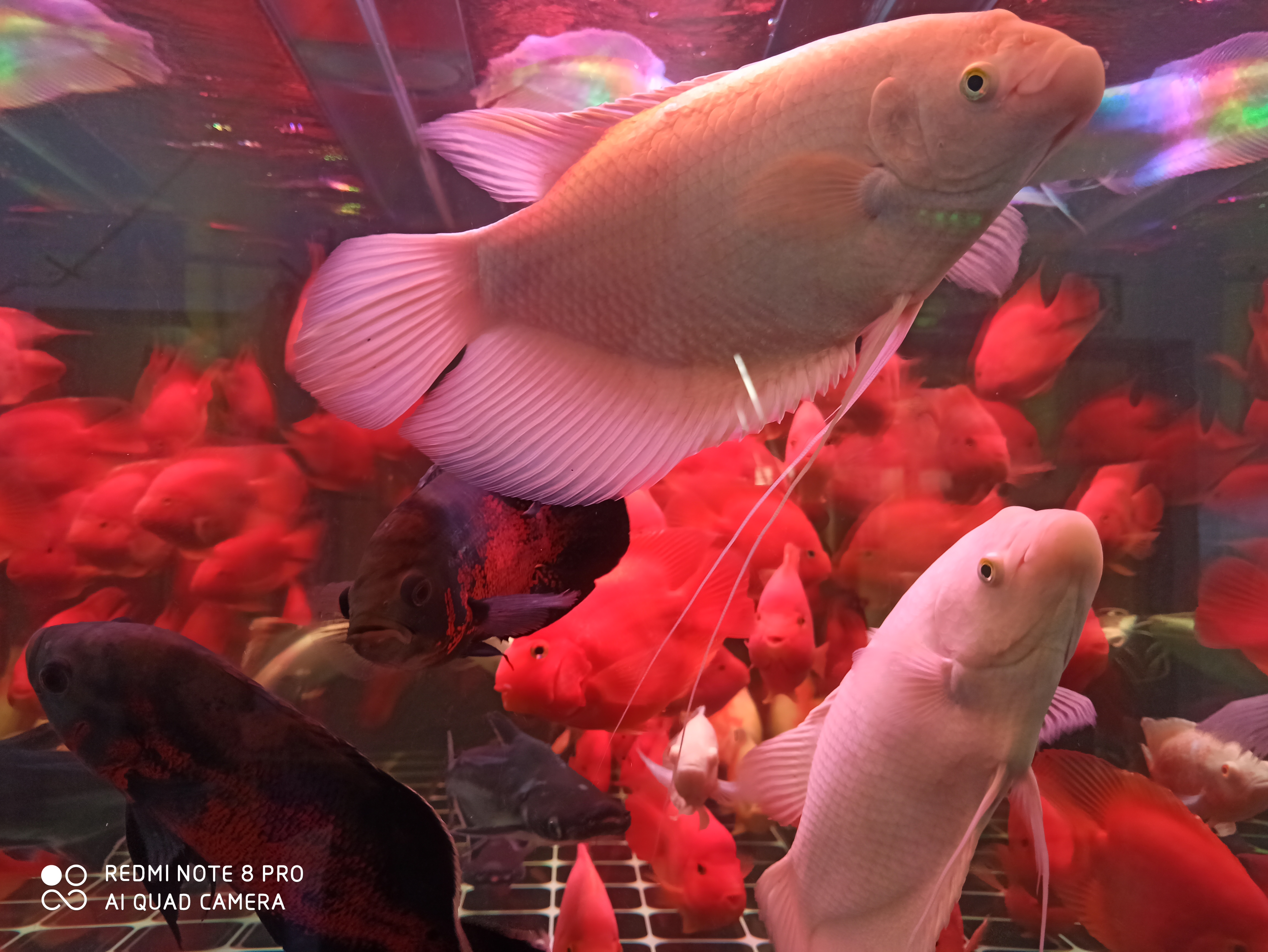 颜色艳丽便宜的热带鱼,热带鱼怎么买呀