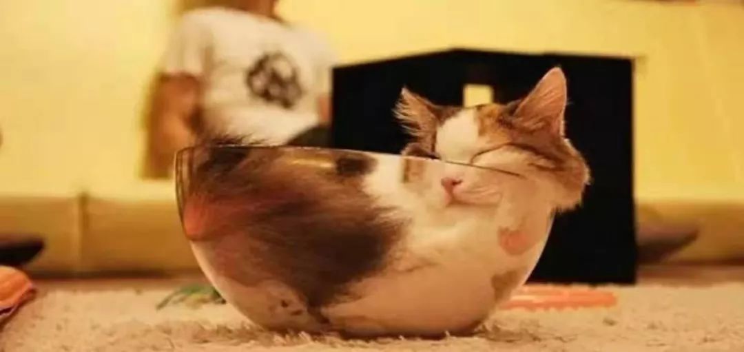宠物界的柔术高手：“液体猫咪”，对老鼠来说简直就是噩梦