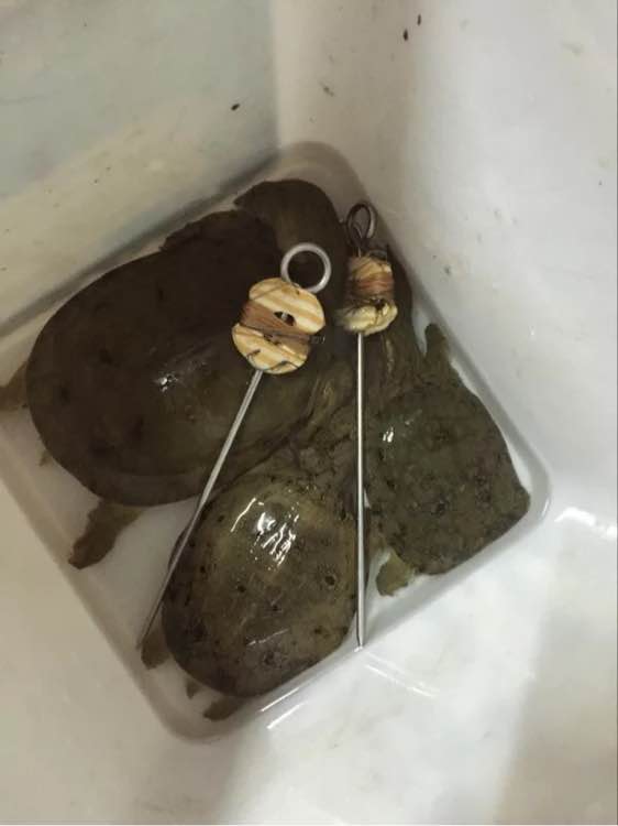 最简单最有效的钓甲鱼方法,甲鱼的正确钓法