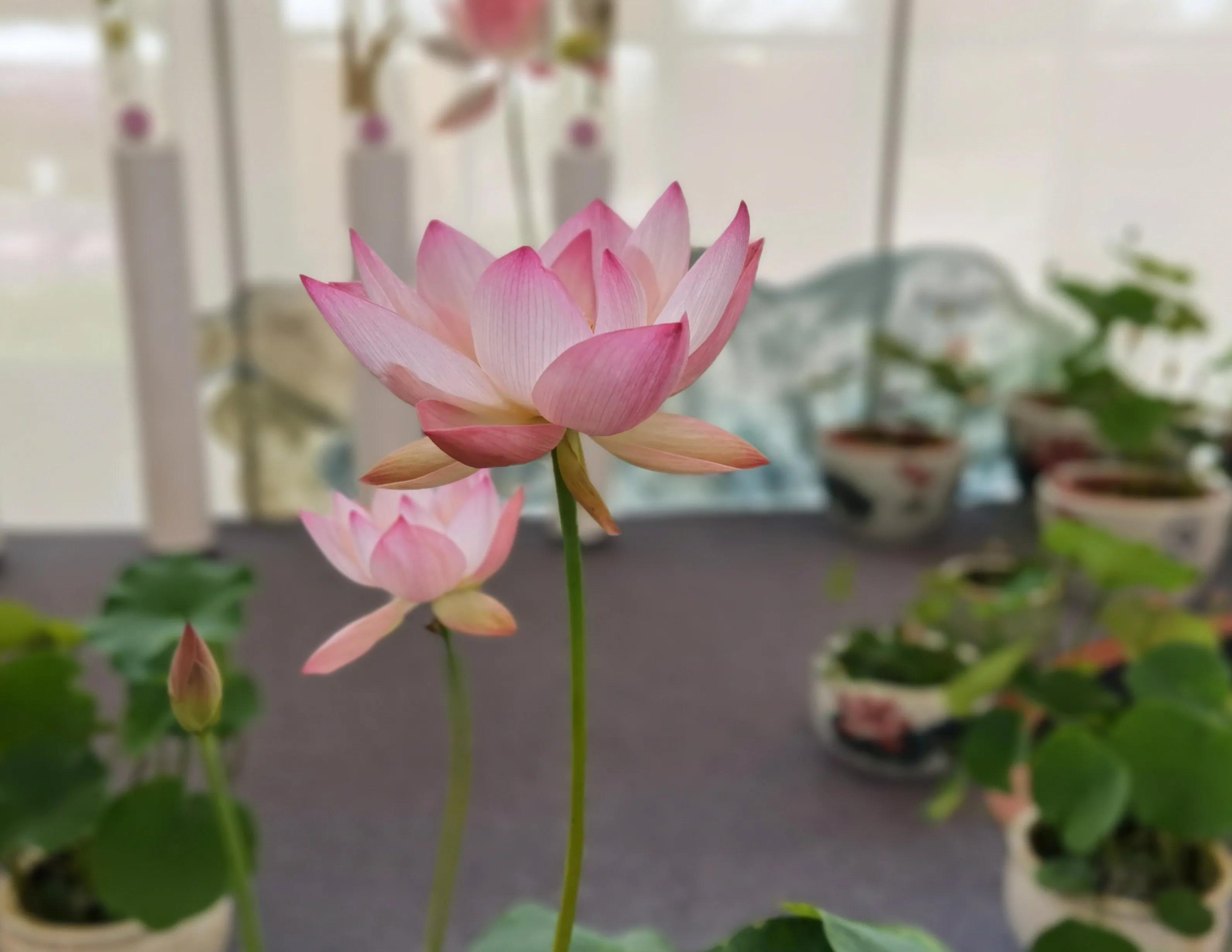 关于崇明花博会,崇明花博会全程花景