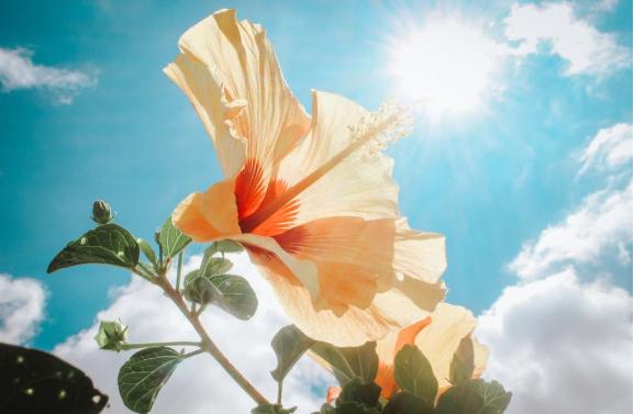 治疗心理的音乐有哪些,心理治疗音乐歌单