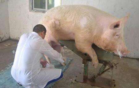 母猪深度输精技术,母猪人工软管授精技术