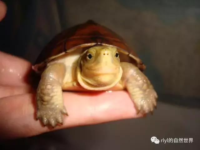 黄喉拟水龟注意事项,黄喉拟水龟种类区别