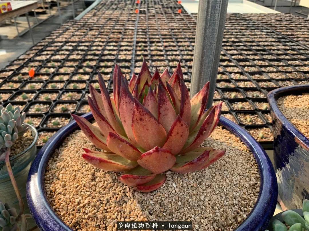 肉叔带你走遍韩国多肉大棚,记一次精彩的采摘之旅