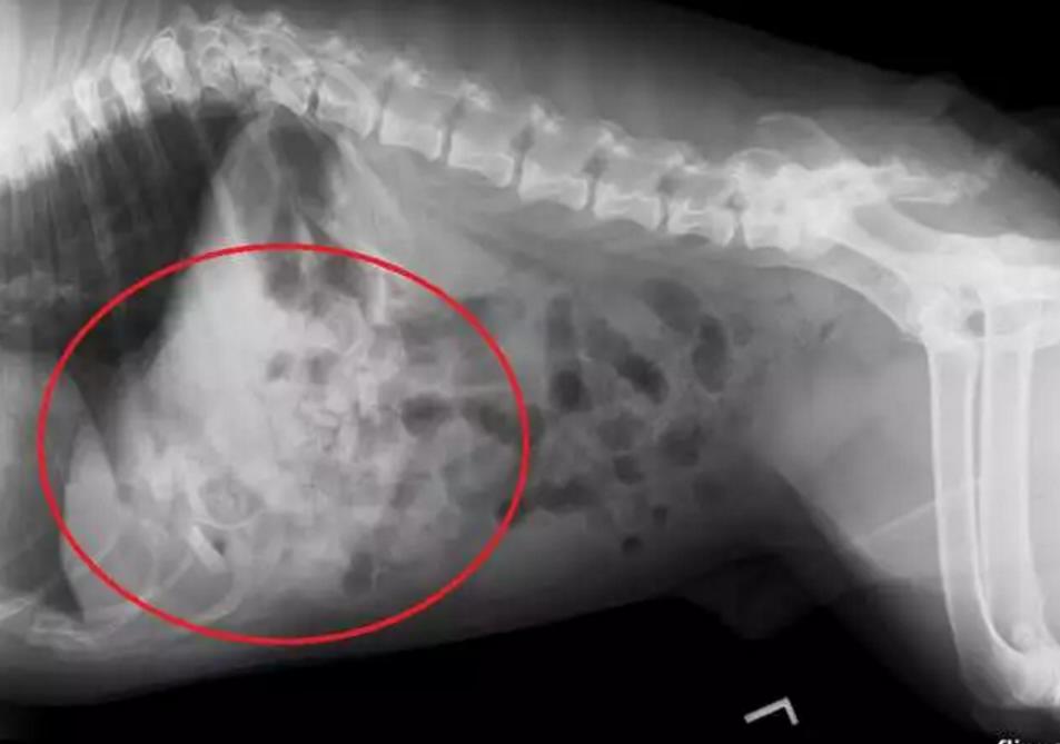 斗牛犬总吃不饱,斗牛犬为什么不爱动