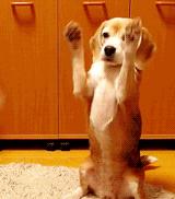 有没有因打狂犬疫苗死亡,因没打狂犬疫苗有死亡的吗