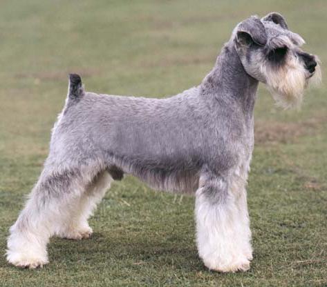 世界上一百种狗的图片,世界十种名贵狗