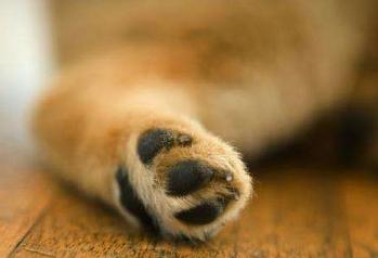 狗狗趾间炎不难治，方法都在这里