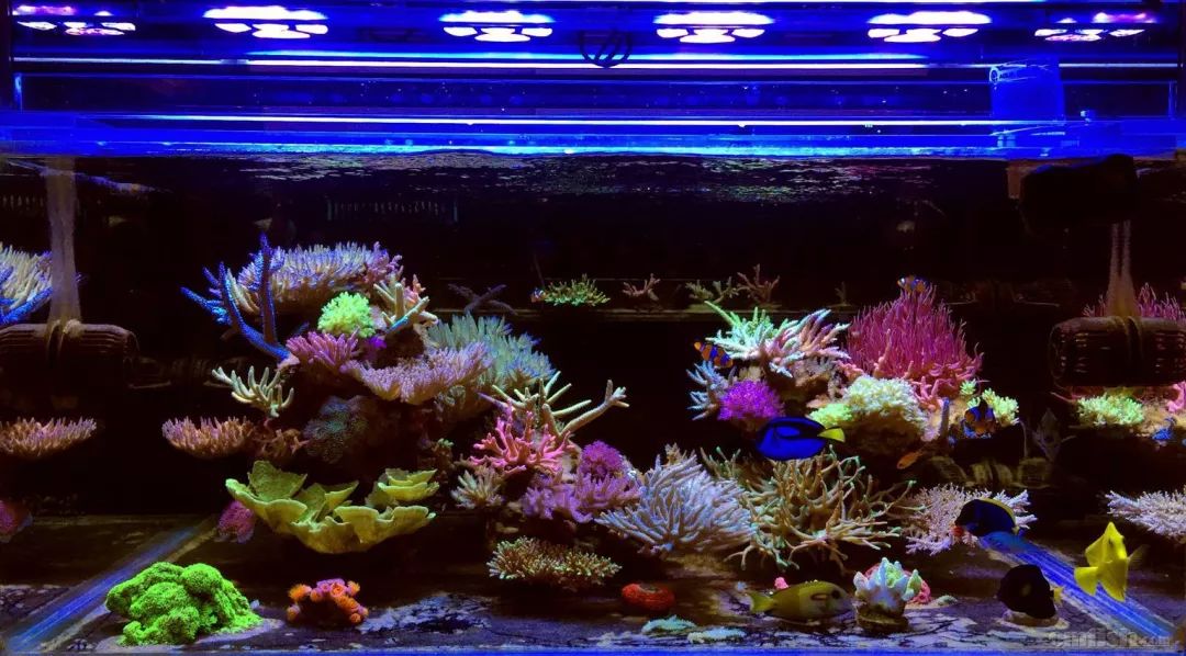 新入池的鱼如何防应激反应,新鱼入缸好好的第二天就死了