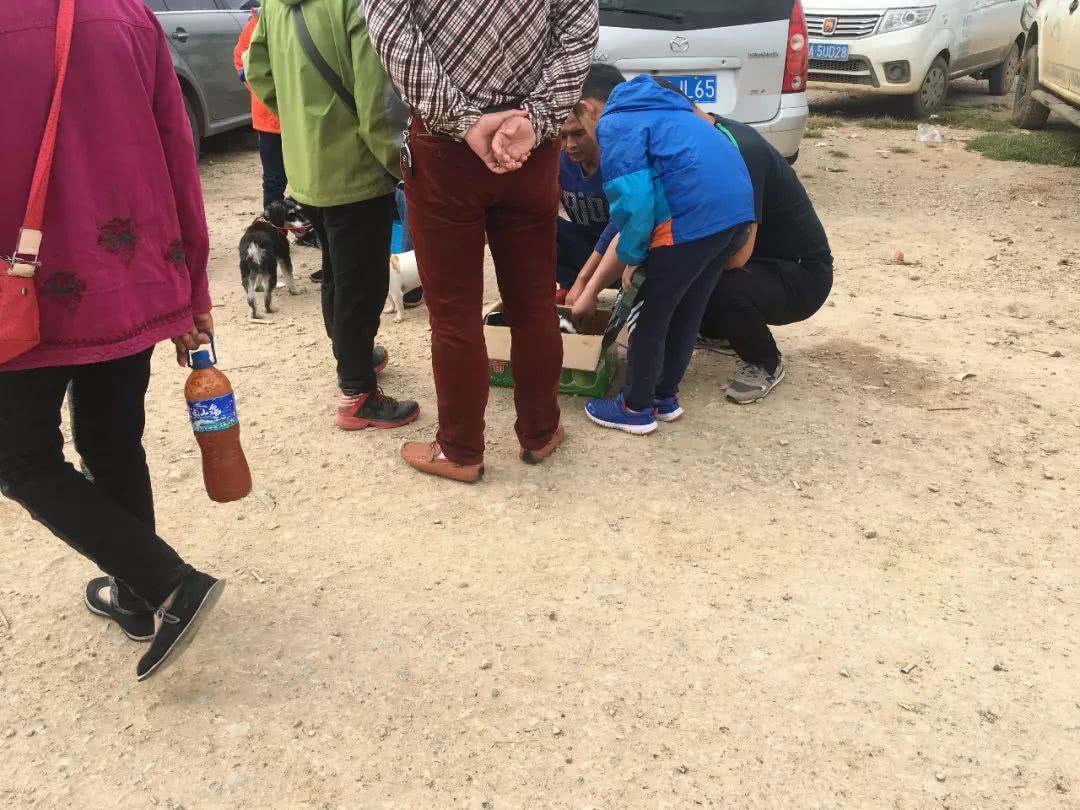 边境牧羊犬出售800元是真的吗知乎,边境牧羊犬会开始出售吗