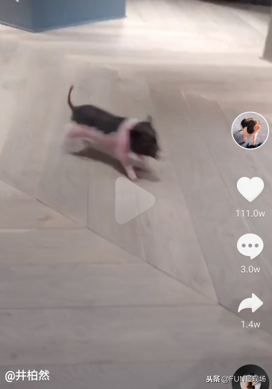 井柏然抖音小猪,井柏然给白敬亭送小猪佩奇