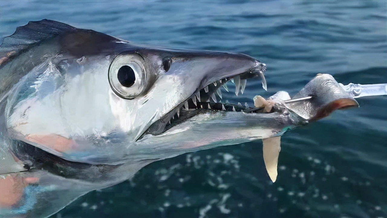 带鱼串钩用几号主线,岸边串钩钓带鱼教学