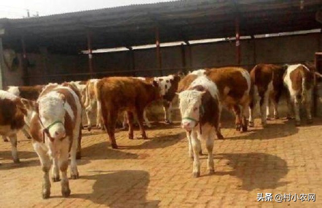 农村养牛怎样提高经济效益,农村养牛赚钱快哪个办法好