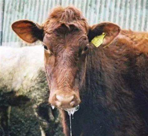 北大院长讲史：第一株病毒是如何被人类发现的？|赛先生