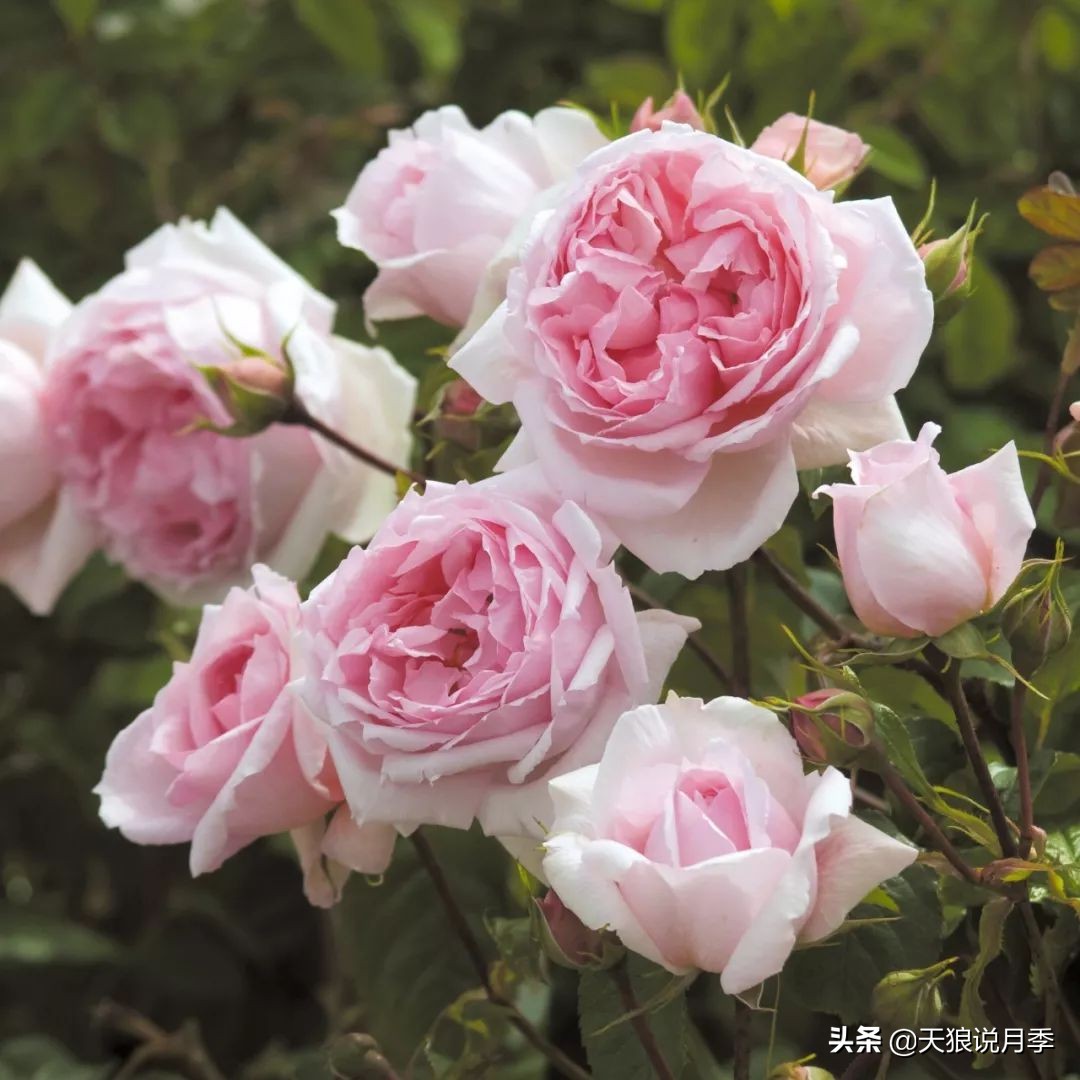 四月最浪漫的蔷薇花,最浪漫的四月花