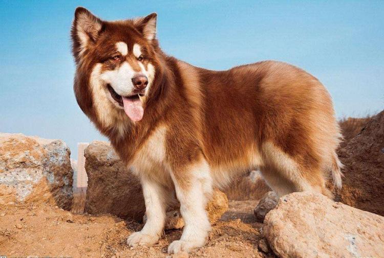 挑选阿拉斯加,挑选阿拉斯加雪橇犬的注意事项