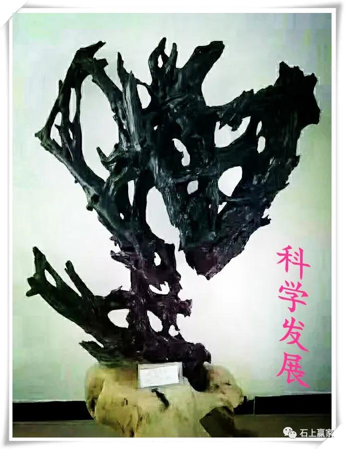 金丝楠乌木根艺组合图片,金丝楠乌木根艺家具