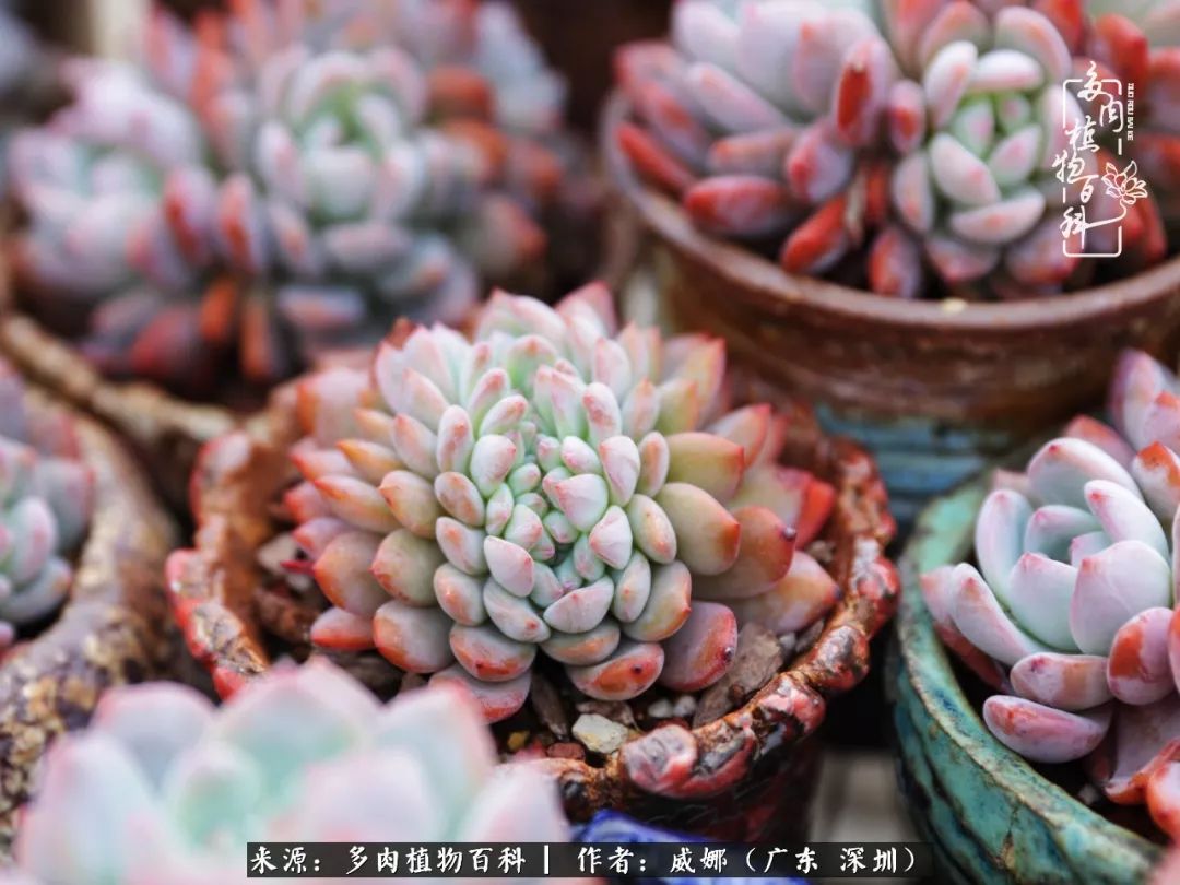笼子里的多肉,露养的多肉和室内的多肉区别