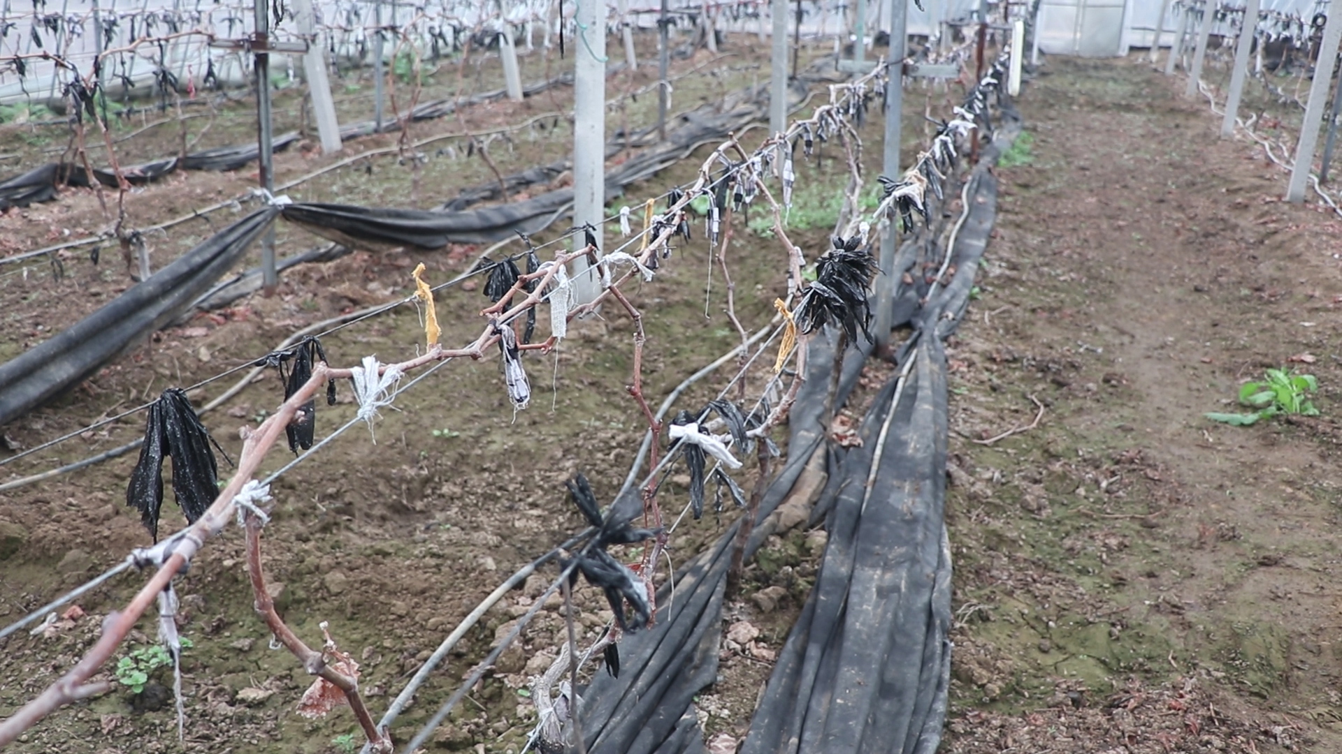 葡萄起垄栽培还是平地栽培,五大种植技巧