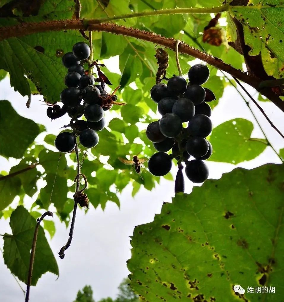 马蜂抢蜜蜂窝,马蜂发射毒刺