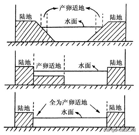 牛蛙的养殖技术及方法简介,牛蛙养殖的最新技术