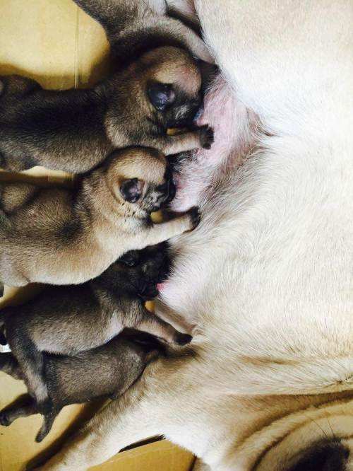 如果你有一只巴哥犬,那么不妨看看这篇文章,或许会收获许多