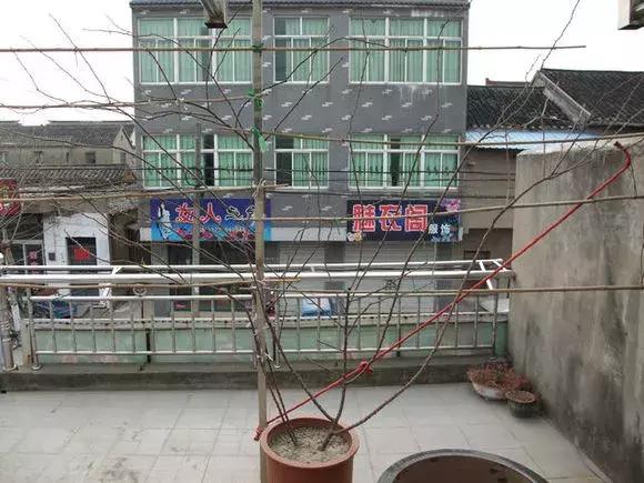 藤本月季秋季怎么修剪才会花墙,最丰花多季开花的藤本月季