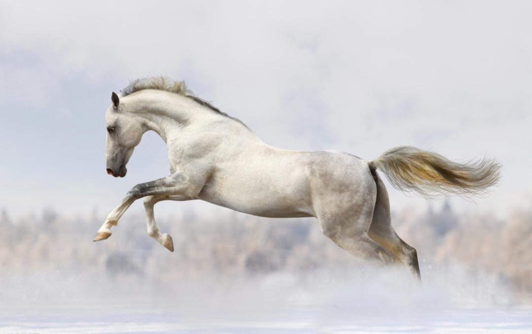 中国最完美运动员,中国最出色运动员