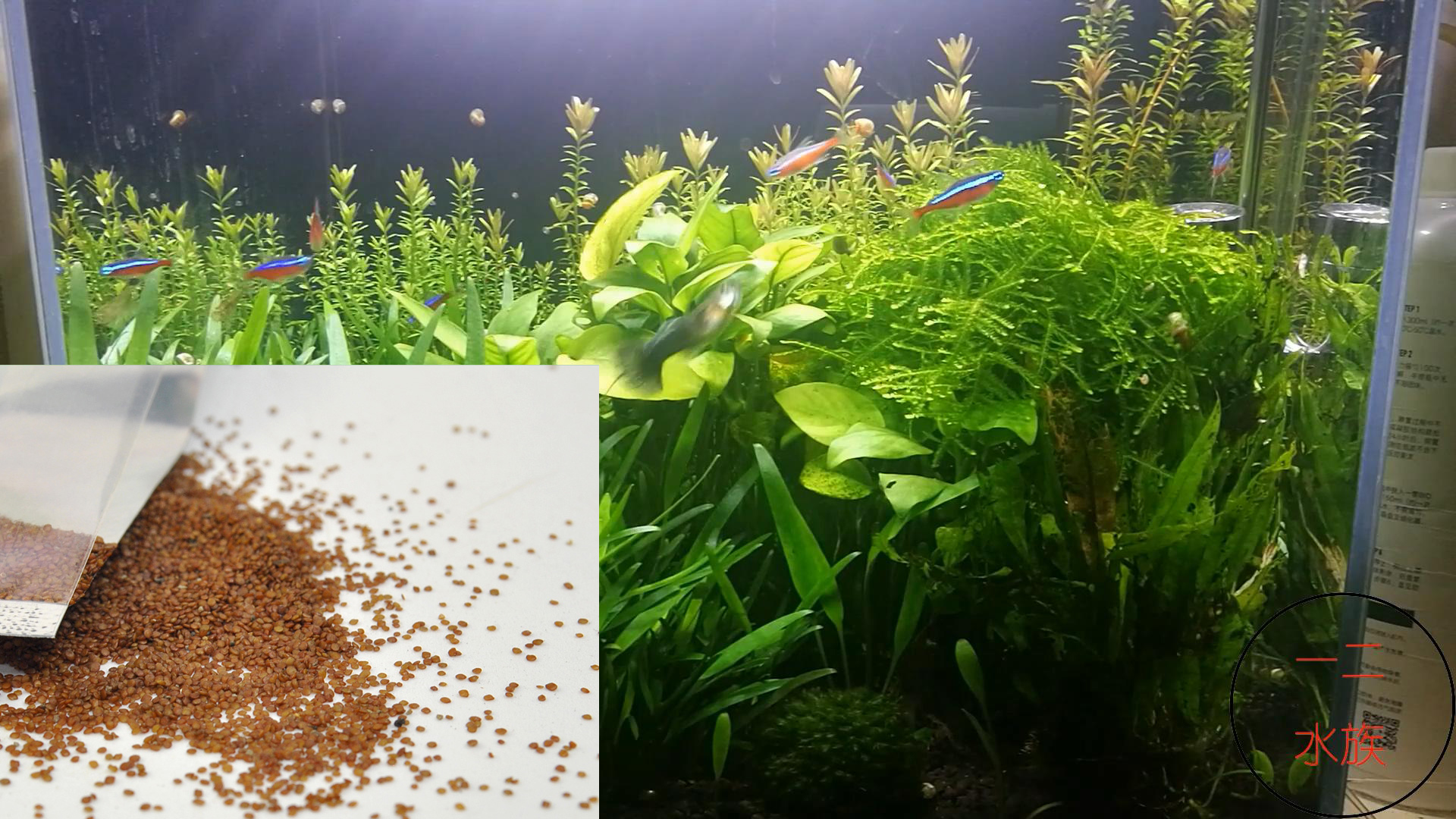 水草种子属于农作物种子吗,水草种子靠谱么