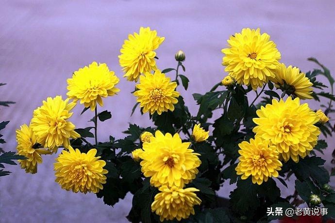 到底是昨日黄花还是明日黄花,明日黄花和昨日黄花是什么意思