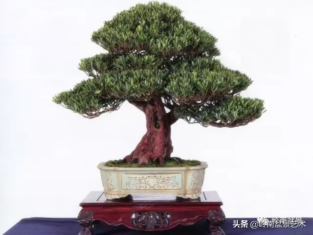 旺财罗汉松,罗汉松招财还是挡煞