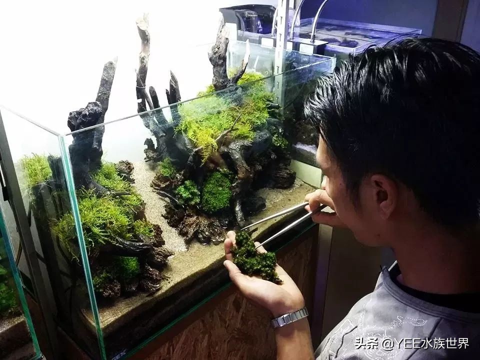 硝化细菌正确使用方法直播,硝化细菌正确使用方法加哪里