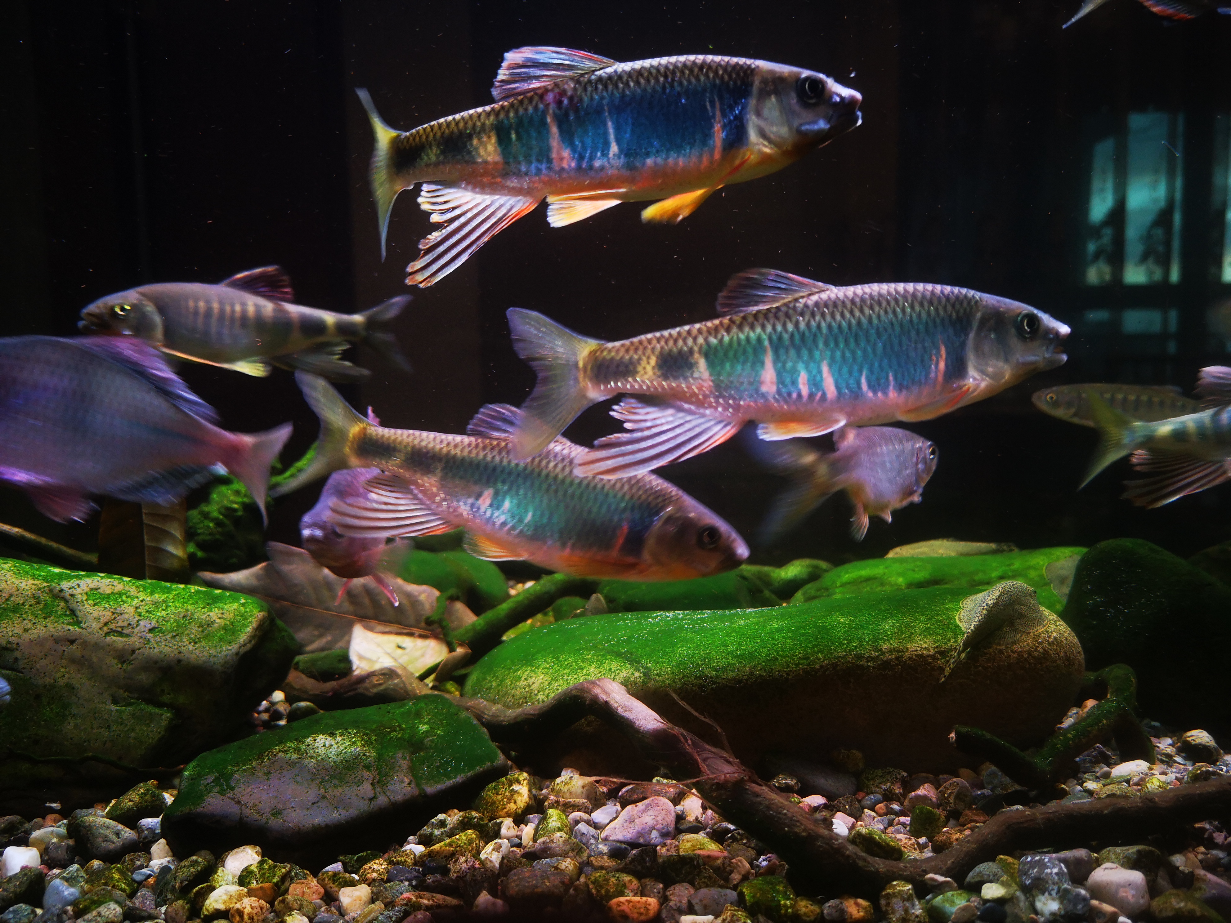 养观赏鱼哪方面最费钱,观赏鱼养哪种最省钱