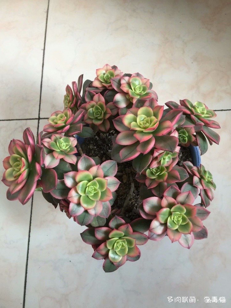 瞧,那个钟情艳日辉的人