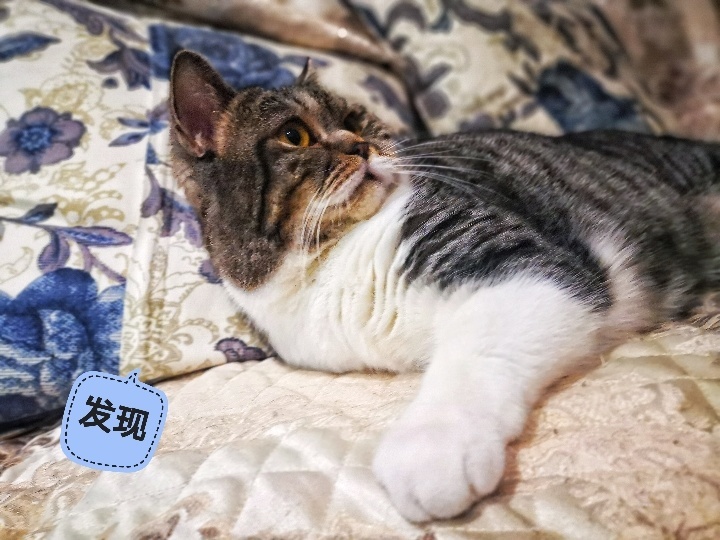 在米拍聚众吸猫吸狗是一种怎样的体验？