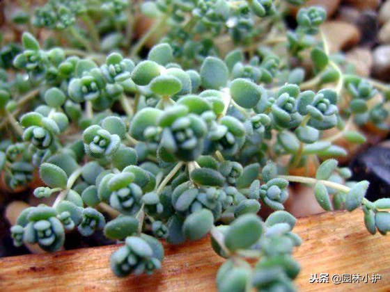 看从公园里捡来的姬星美人,如何逆袭成功!