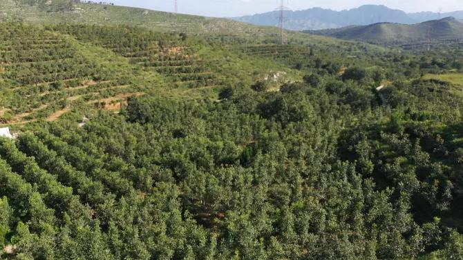 邯郸白露,涉县白露打核桃视频