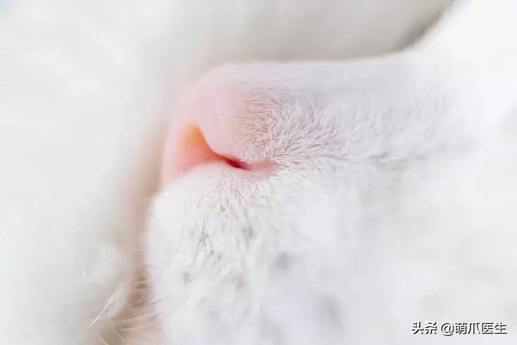 猫咪舔鼻子代表着什么,猫咪舔鼻子是什么原因