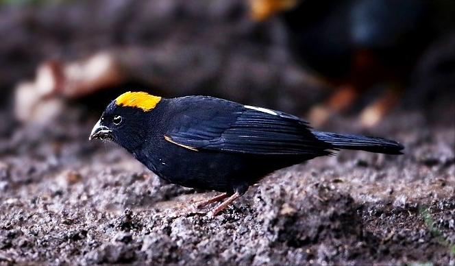 东江揽胜,惠州淡水常见鸟类图谱